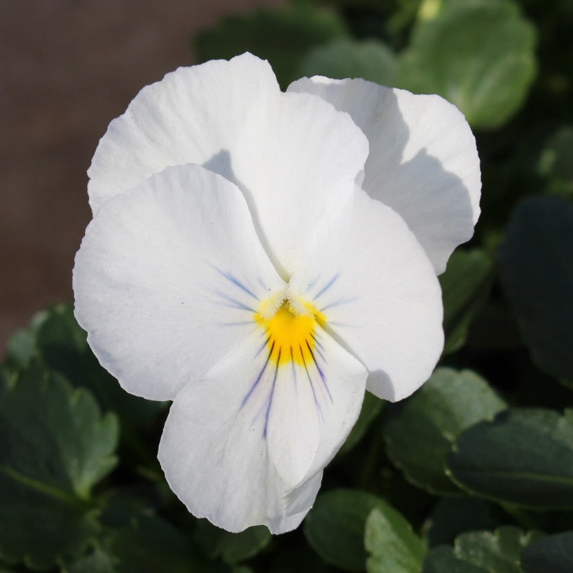 Pansy Trailing White