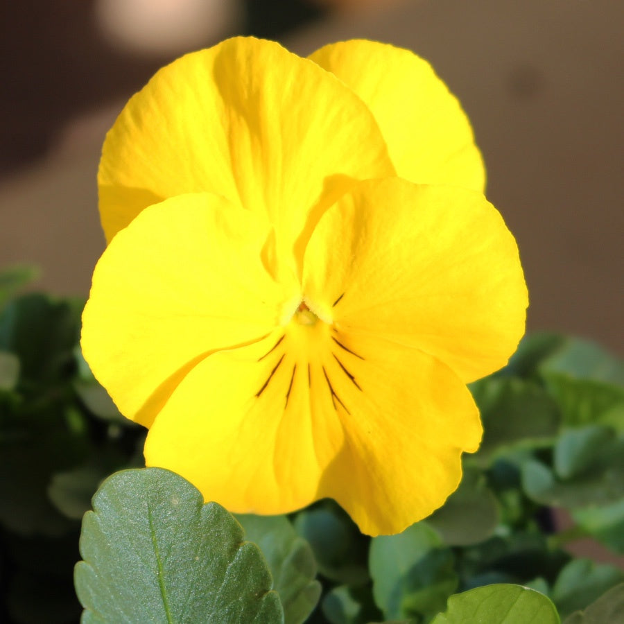 Pansy Trailing Yellow