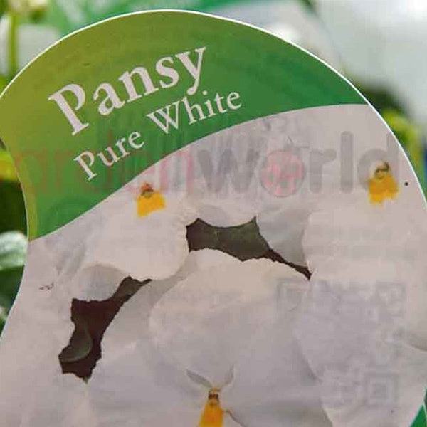 Pansy Pure White