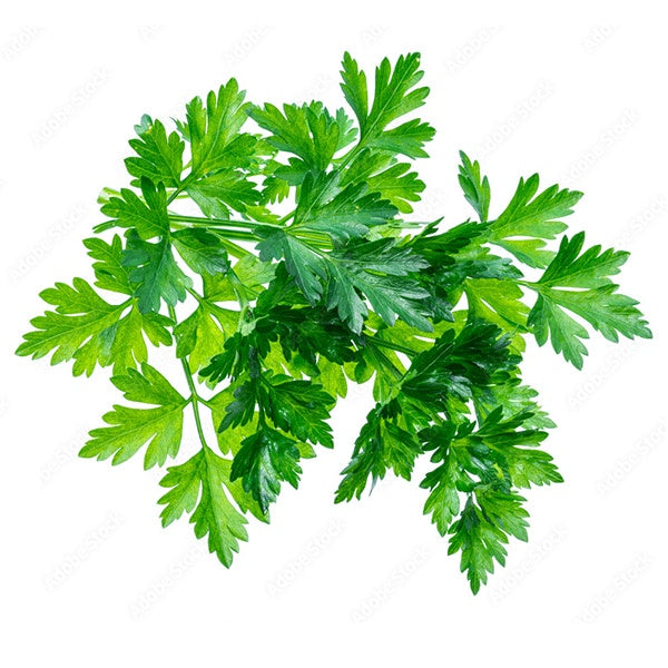 Parsley Italian - 10cm