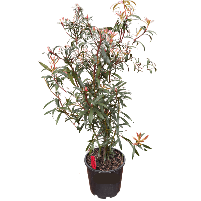 Dorrigo Pepper Berry Female 20cm