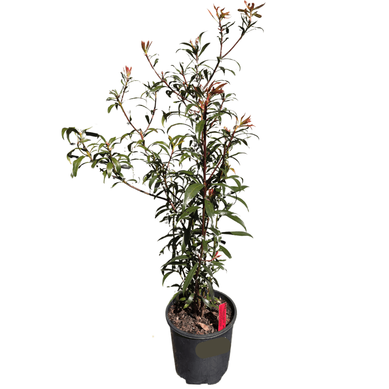 Dorrigo Pepper Berry Male 20cm