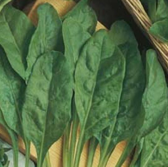 Spinach Perpetual 10cm