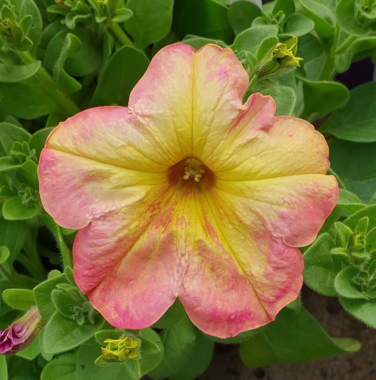 Petunia Antique