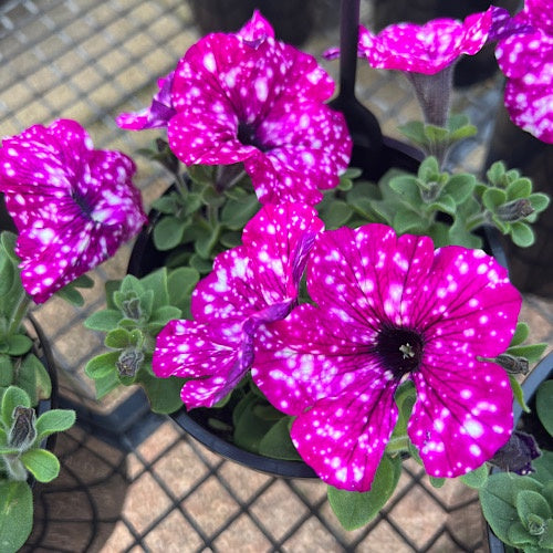 Petunia Circus Sky 14cm