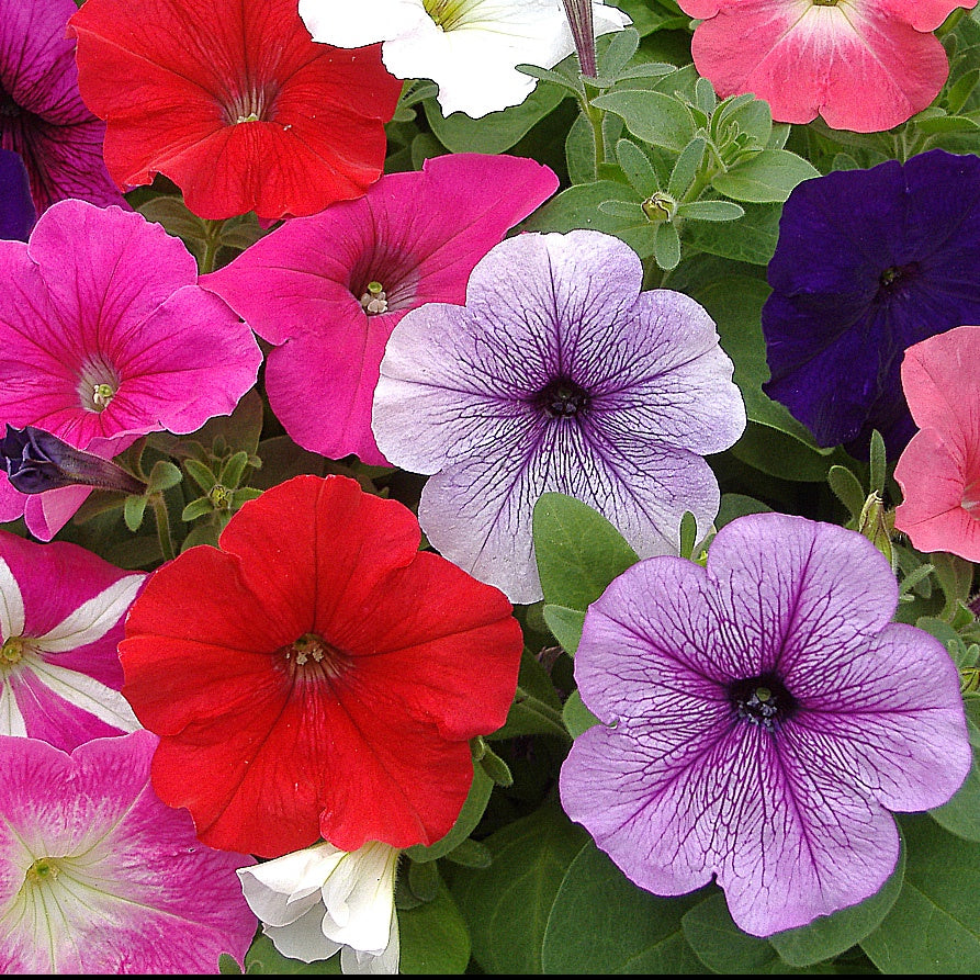 Petunia Mix
