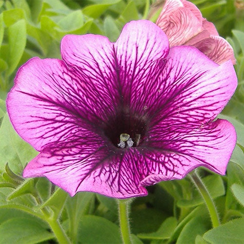 Petunia Plum Ice