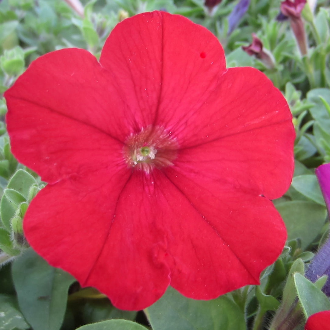 Petunia Spreading Red