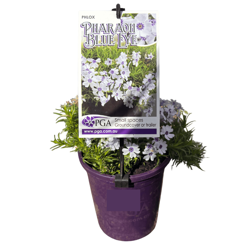 Phlox 'Pharaoh Blue Eye' 14cm