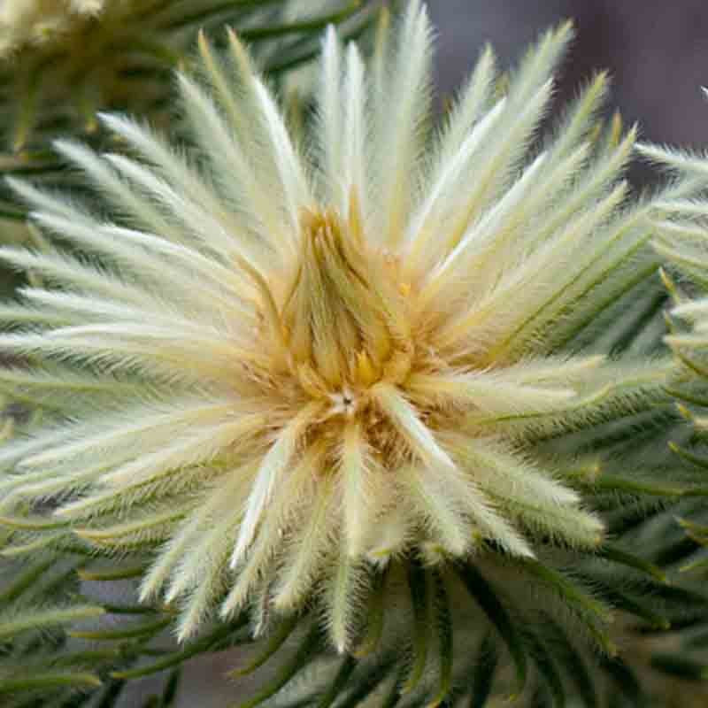 Phylica 'Hydra' 14cm