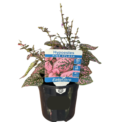 Hypoestes Pink Splash 13cm