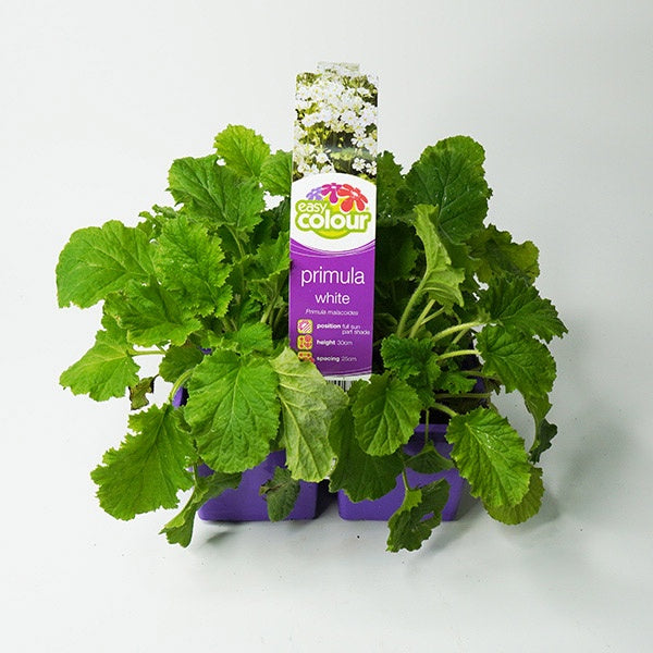 Primula White