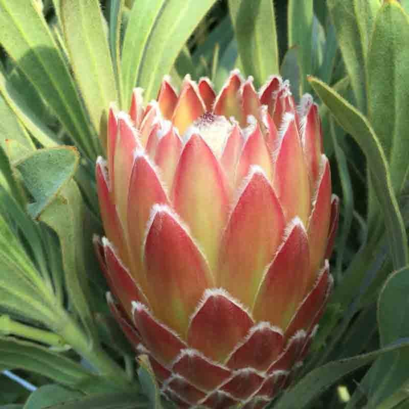 Protea 'Possum Magic' 14cm
