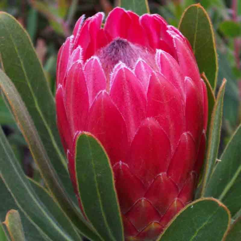 Protea Special Pink Ice 14cm