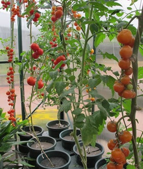 Tomato Apollo Improved - 10cm