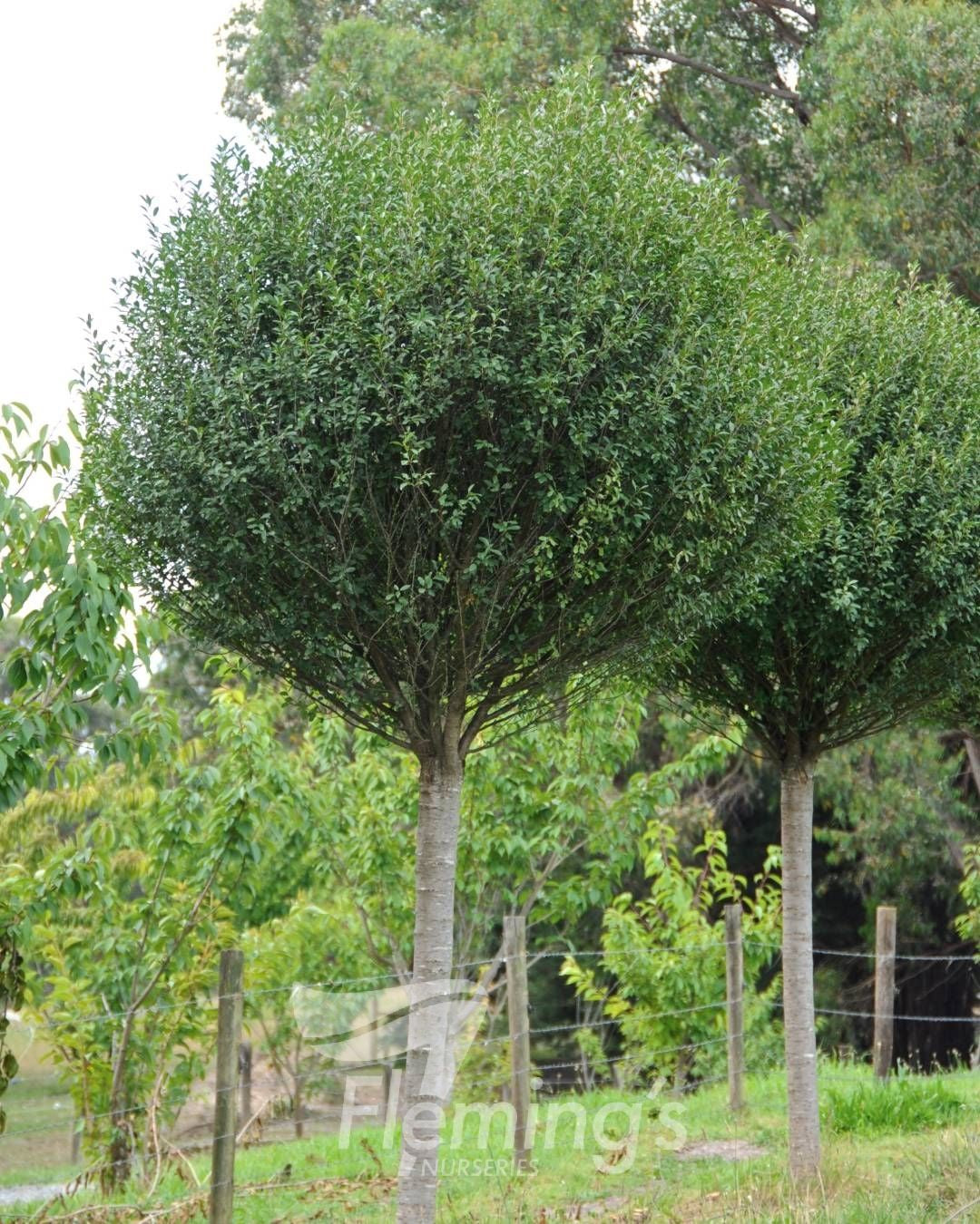 Prunus fruticosa Globosa 33cm Tall Standard