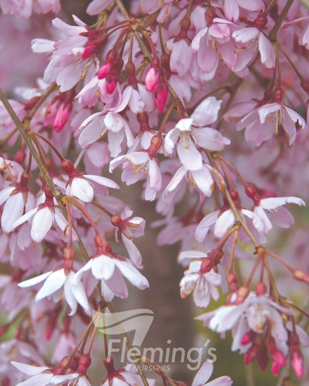 Prunus Pink Snow Showers 33cm Short Standard