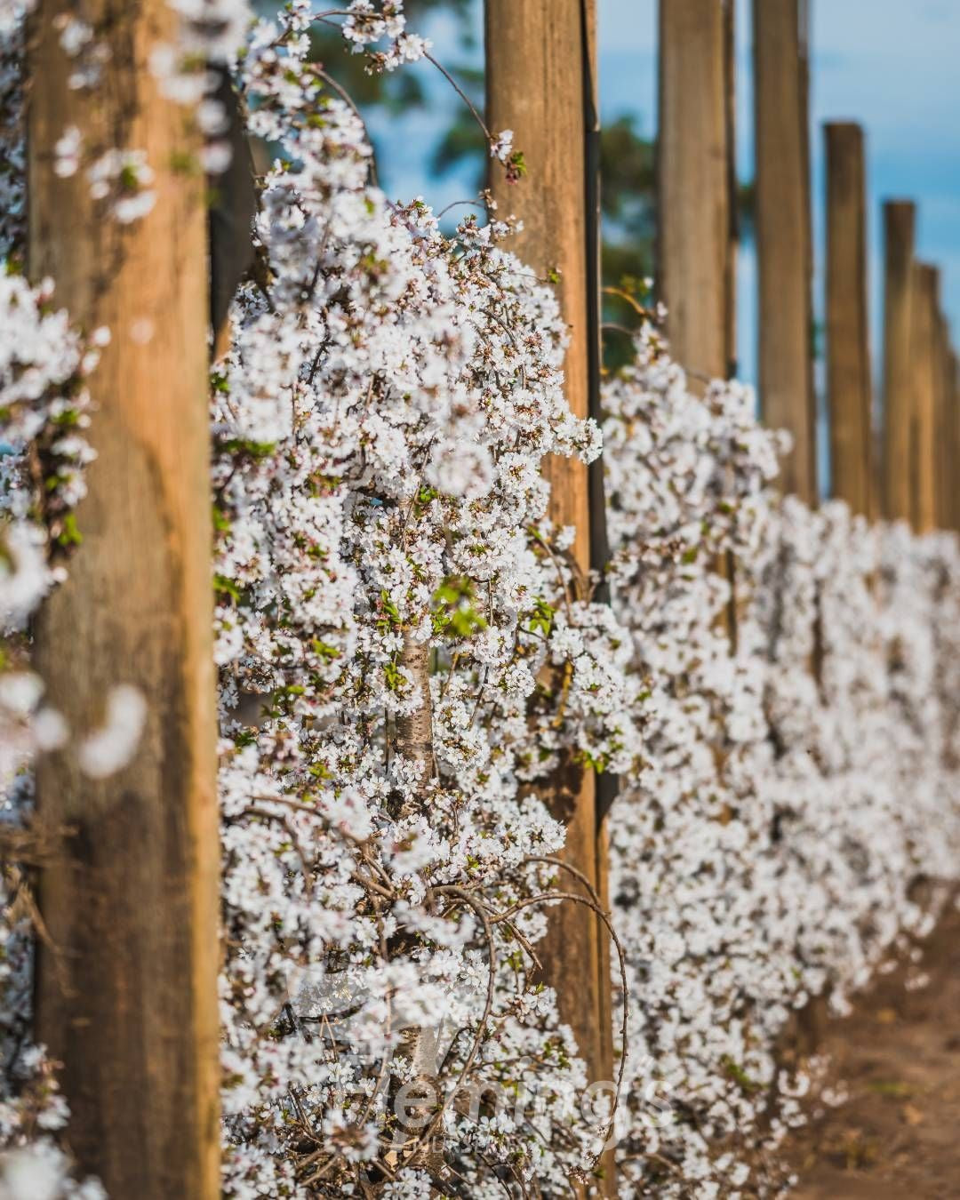 Prunus Snofozam Snow Fountains 33cm Tall