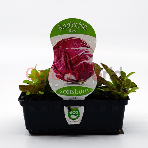 Radicchio Red Punnet