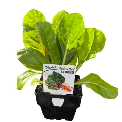 Silverbeet Rainbow Chard 10cm MP