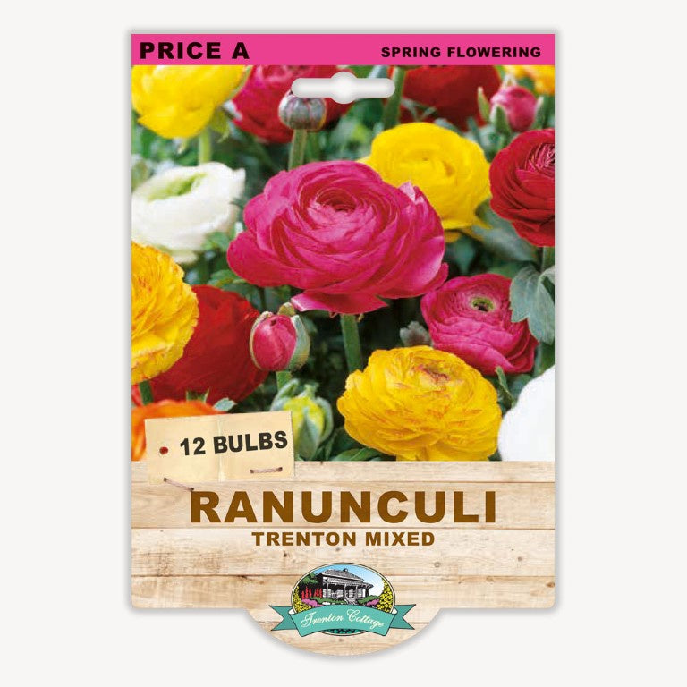 Ranunculus Trenton Mixed - 50 Bulbs