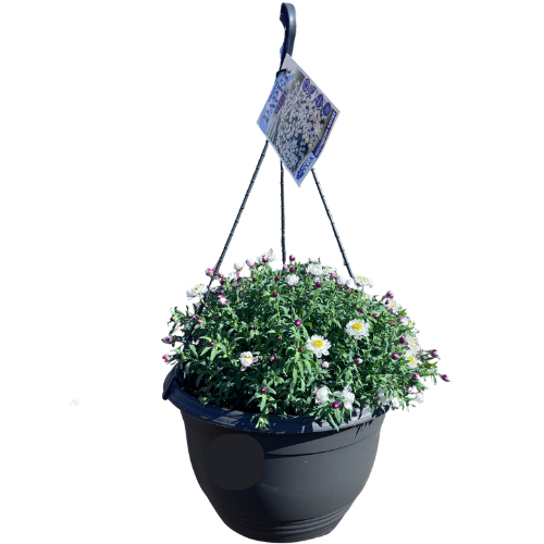 Rhodanthemum Paper Girl 27cm Basket