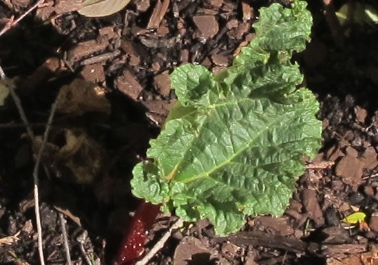 Rhubarb Red 20cm