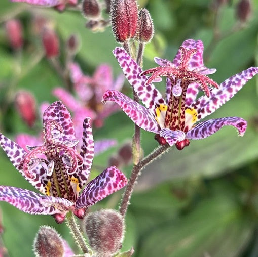Tricyrtis Japanese Toad Lily - 1 Plant