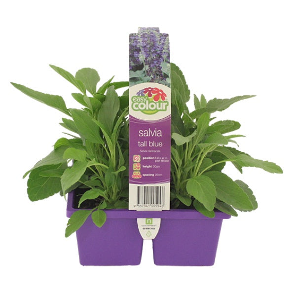 Salvia Blue Tall