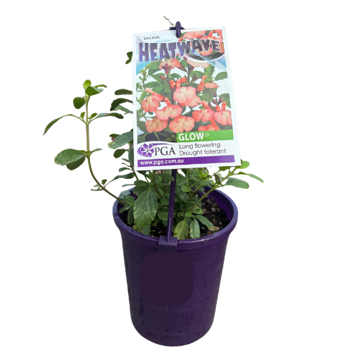 Salvia Heatwave Glow 14cm