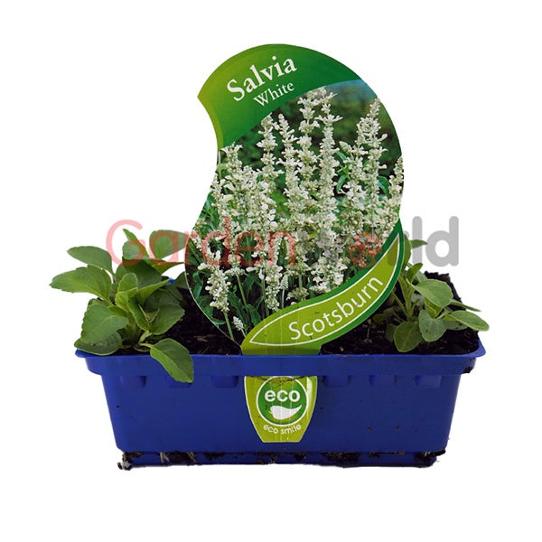 Salvia Gemstone White Punnet