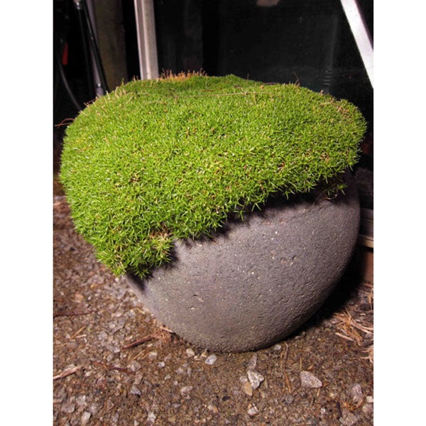 Scleranthus 'Lime Lava' 14cm