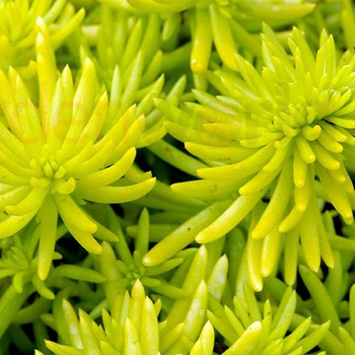 Sedum Gold Blob 14cm