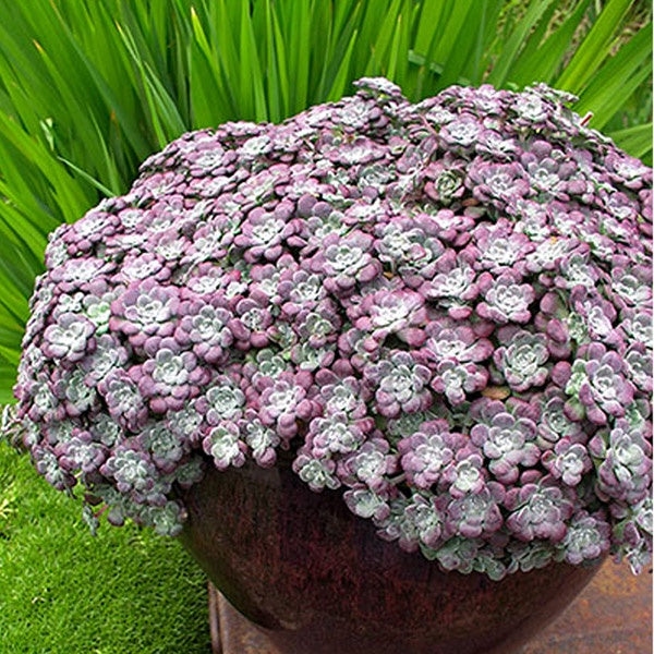 Sedum Purple Blob 14cm