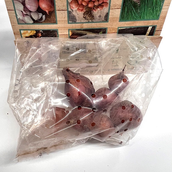 Shallots Red - 6 Bulbs