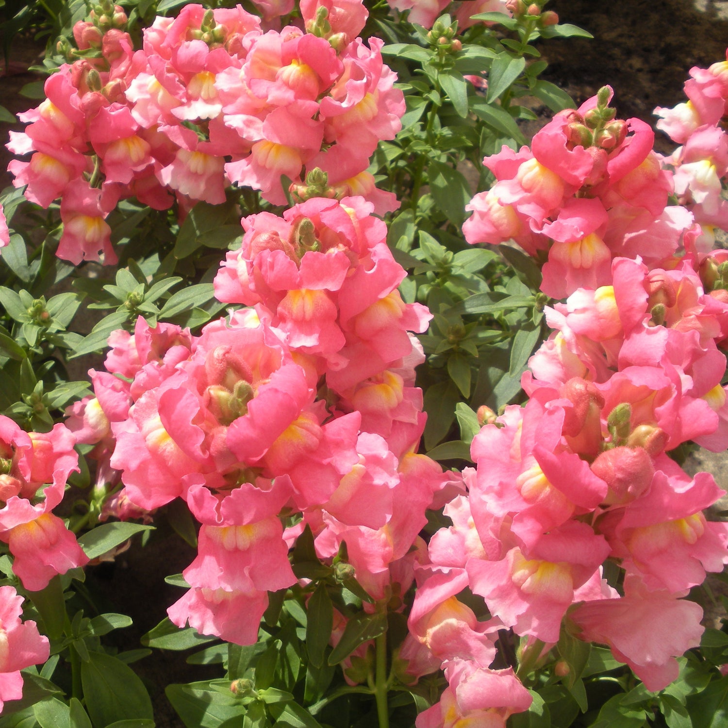 Snapdragon Pink