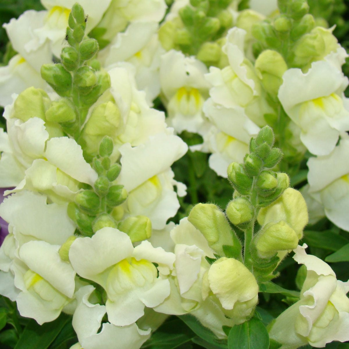 Snapdragon White