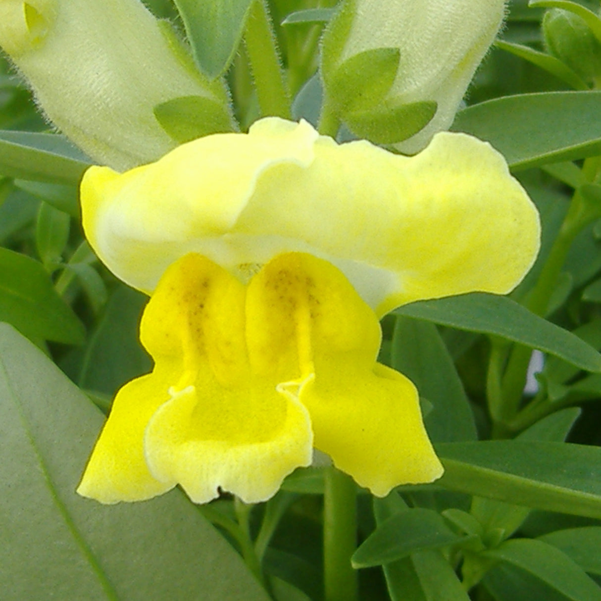 Snapdragon Yellow