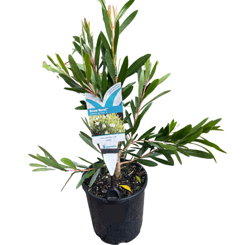 Callistemon Snow Burst 14cm