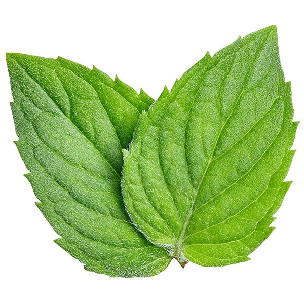 Spearmint 10cm