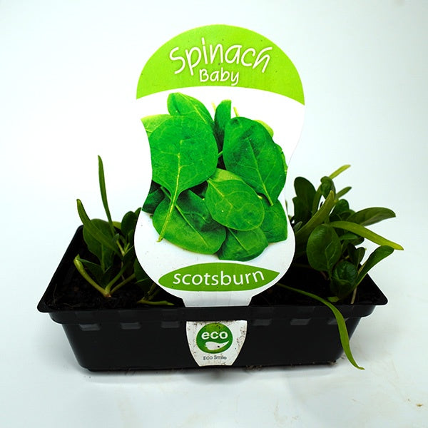 Spinach Baby Punnet