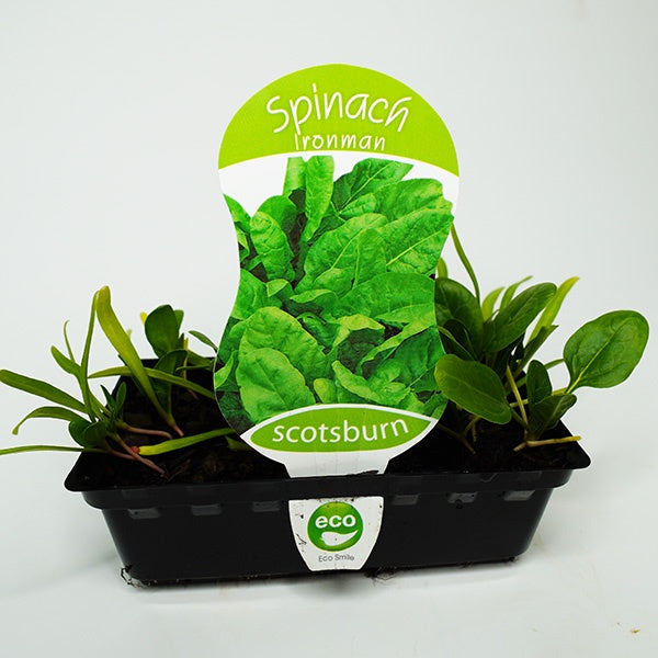 Spinach Ironman Punnet