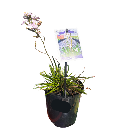 Stylidium affine 14cm