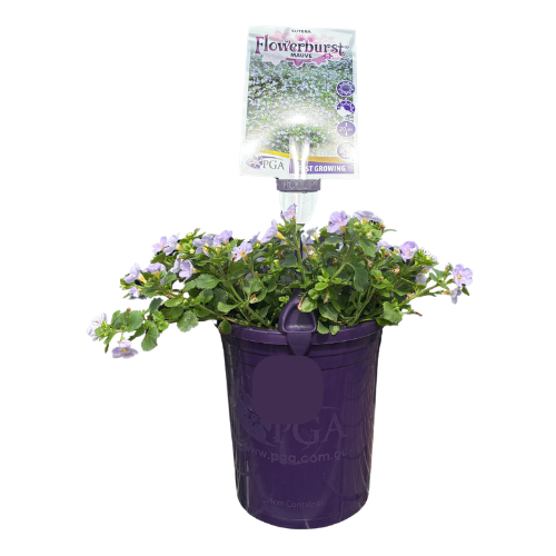 Sutera Flowerburst Mauve 14cm