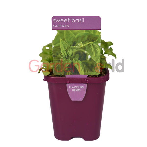 Basil Sweet 10cm