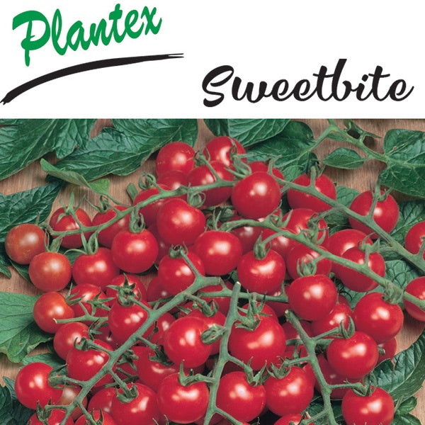 Tomato Sweet Bite 10cm