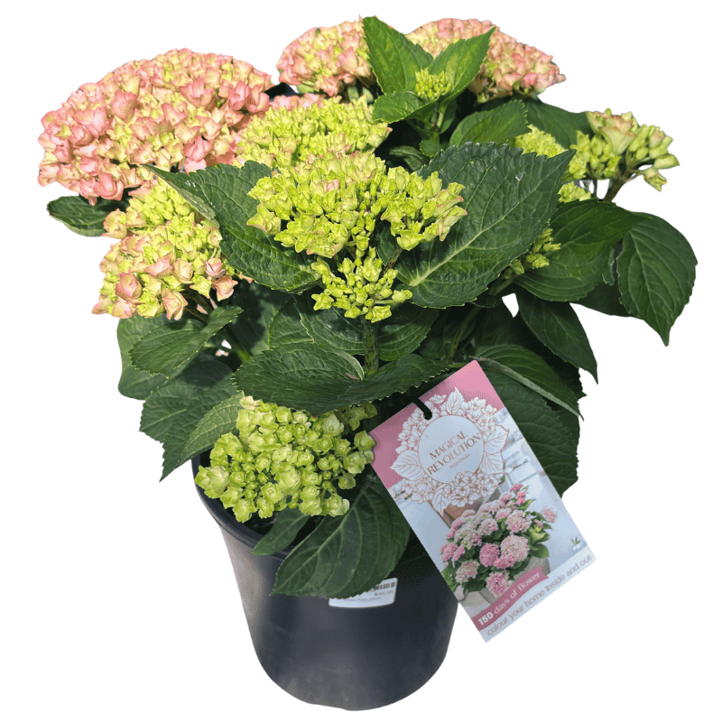 Hydrangea Magical Revolution Pink_20cm