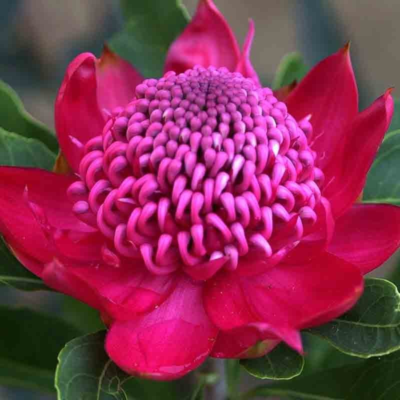 Waratah 'Shady Lady Crimson' 14cm
