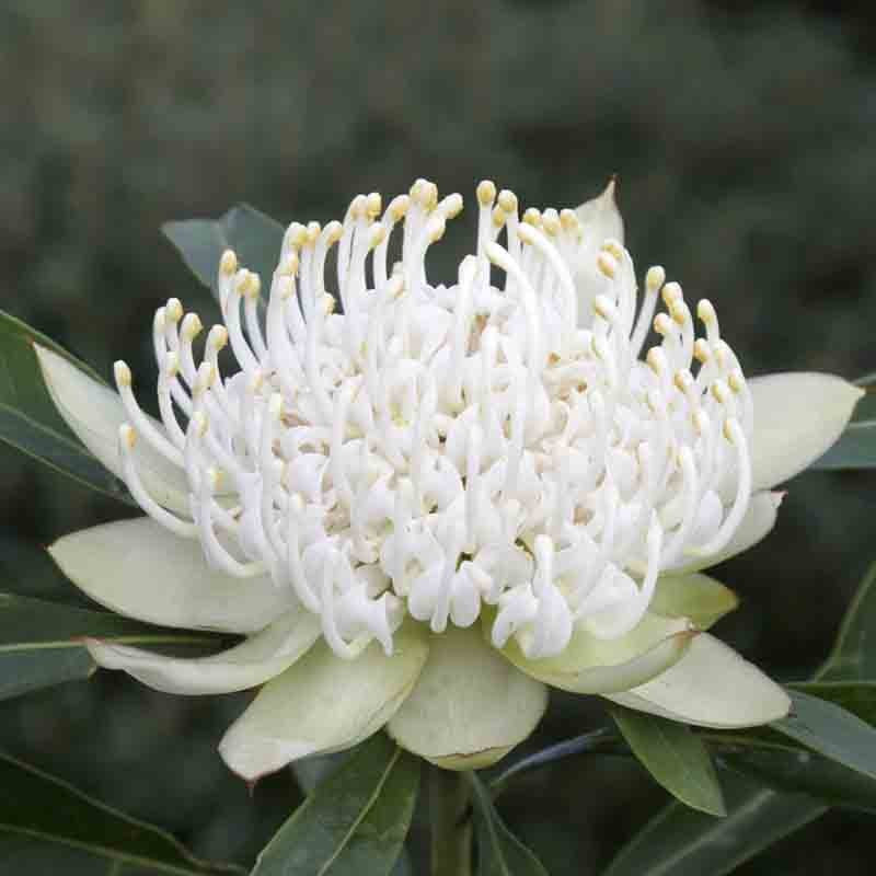 Waratah 'Shady Lady White' 20cm
