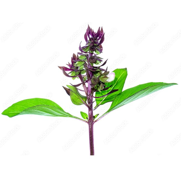 Basil Thai Seeds